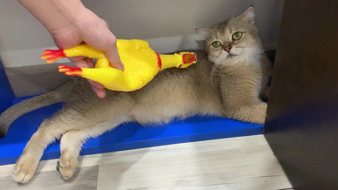 Funny cat vs Shrilling Chicken