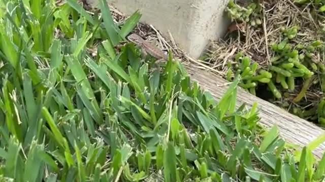 A very cute intruder