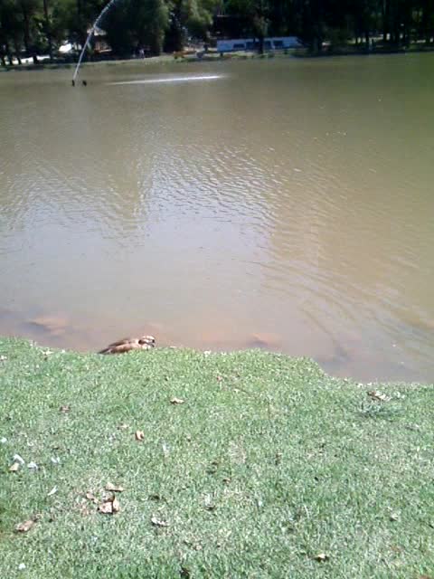 No parque municipal de barueri os pavao .pato