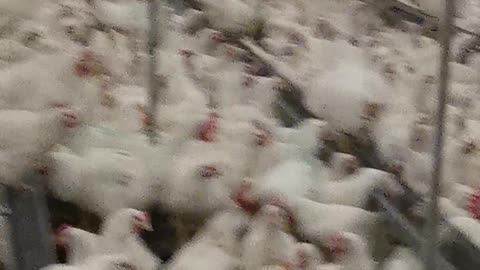 UK chicken farm 🐔🐔🐔🐔