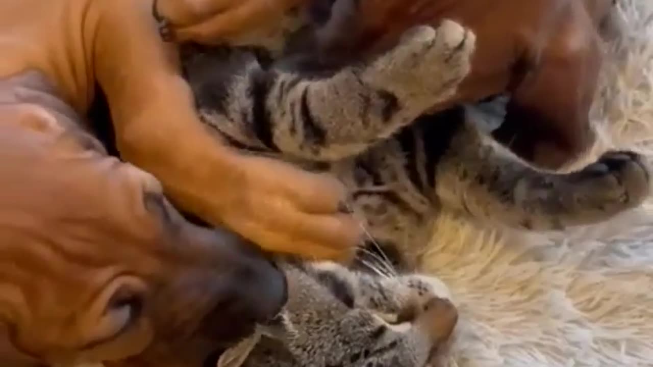Cat and Dogs...
