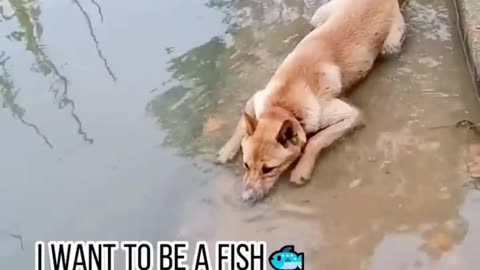 Awesome Funny Animal Video!!
