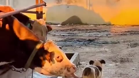Funny Animal Videos 2022 Best Dogs And Cats Videos