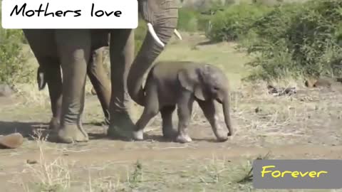 Mother's day sweet animal video of (2022)|