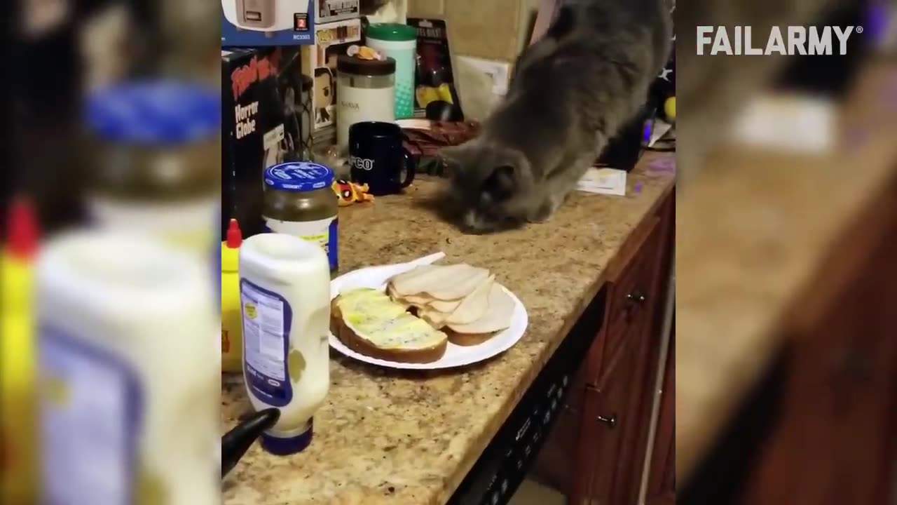 Funny Cat Fails _ Funny Cat Compilation - FailArmy