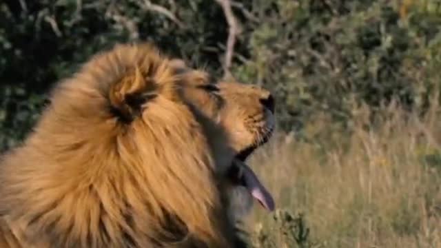 Next to the lion did not provoke success and walked away, too lazy to yawn you want to sleep