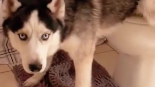 #good boy, always hit a fart at the end..#foryou#fyp #huskylife#viral#husky