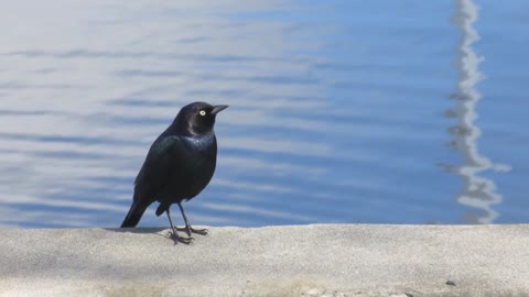 Beautiful black bird