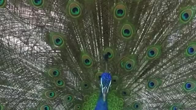 Looking so good for a man... # Peacock