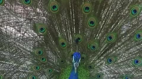 Looking so good for a man... # Peacock