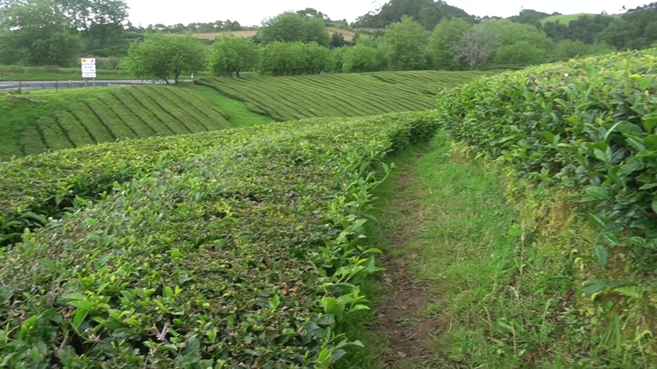 CHA GORREAN TEA PLANTATION PORTUGAL