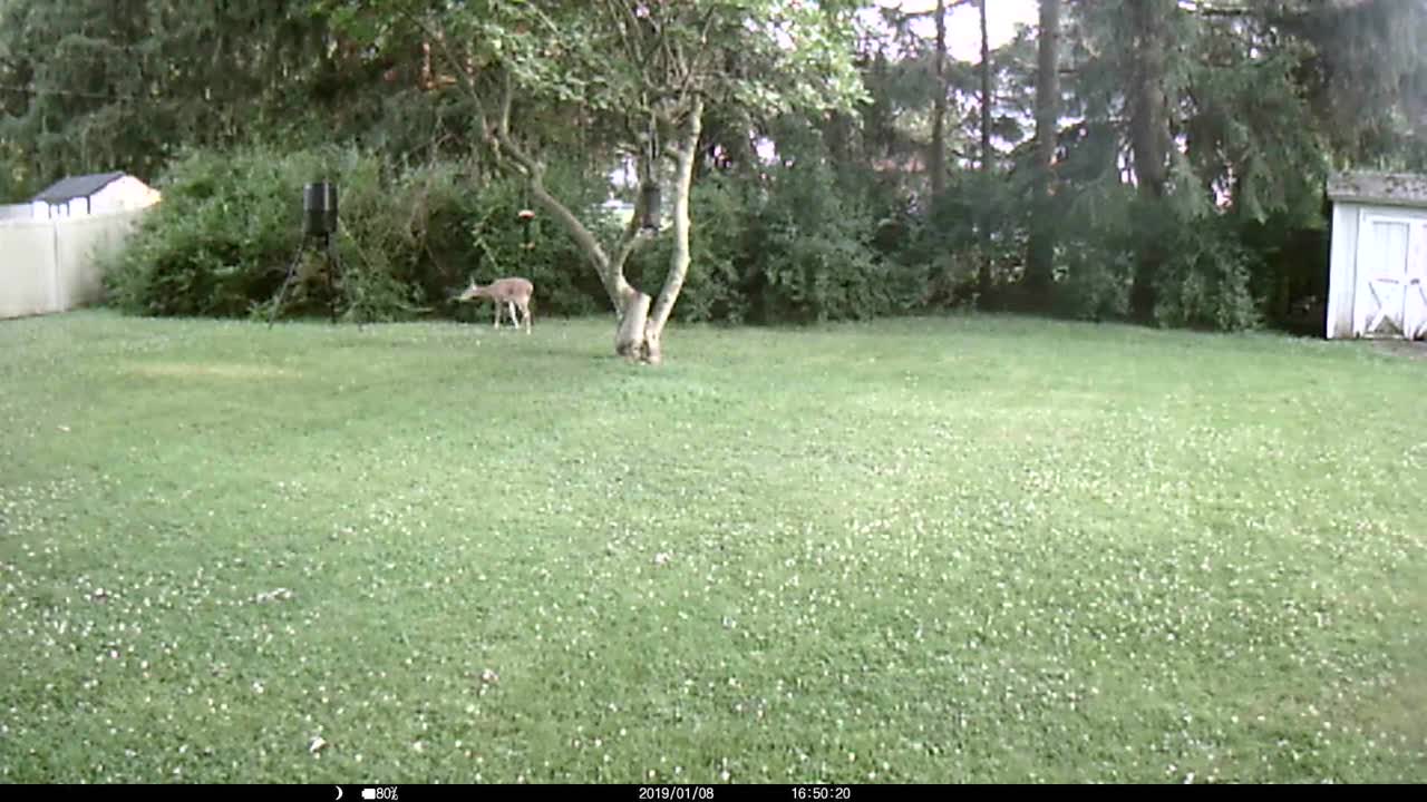 Old Trailcam Footage 2021