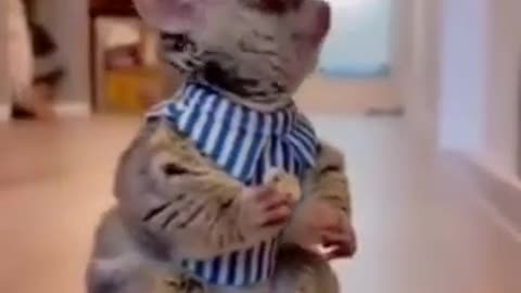 Funny 🐕😘animal 😸😘2023🤣