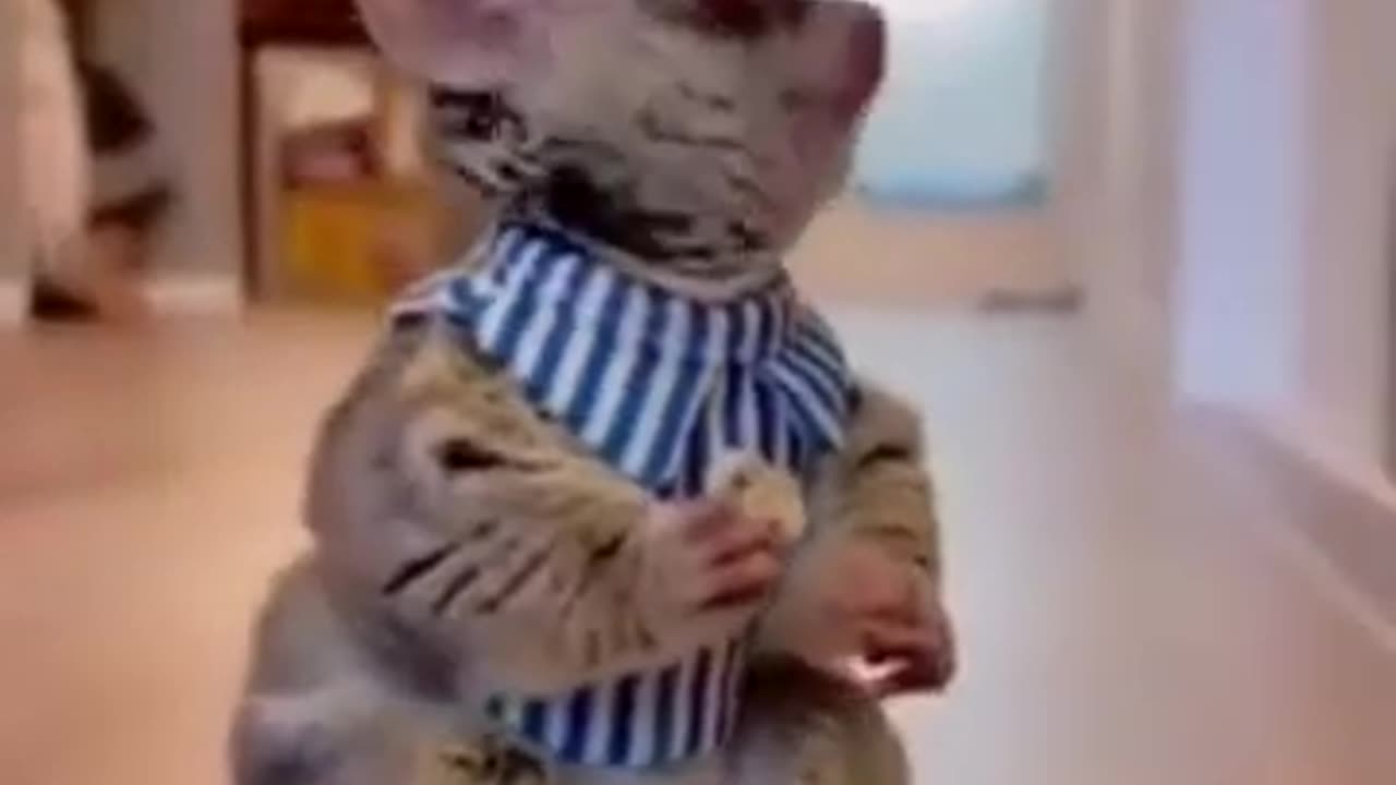 Funny 🐕😘animal 😸😘2023🤣