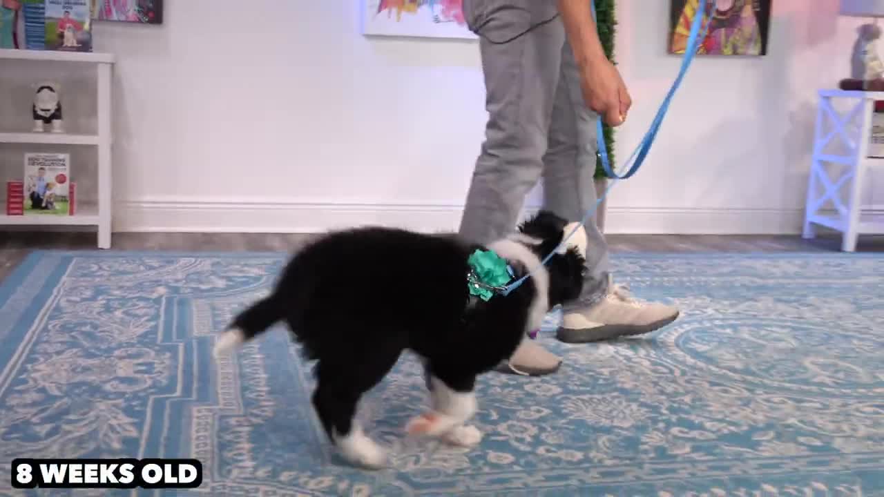 Leash Training