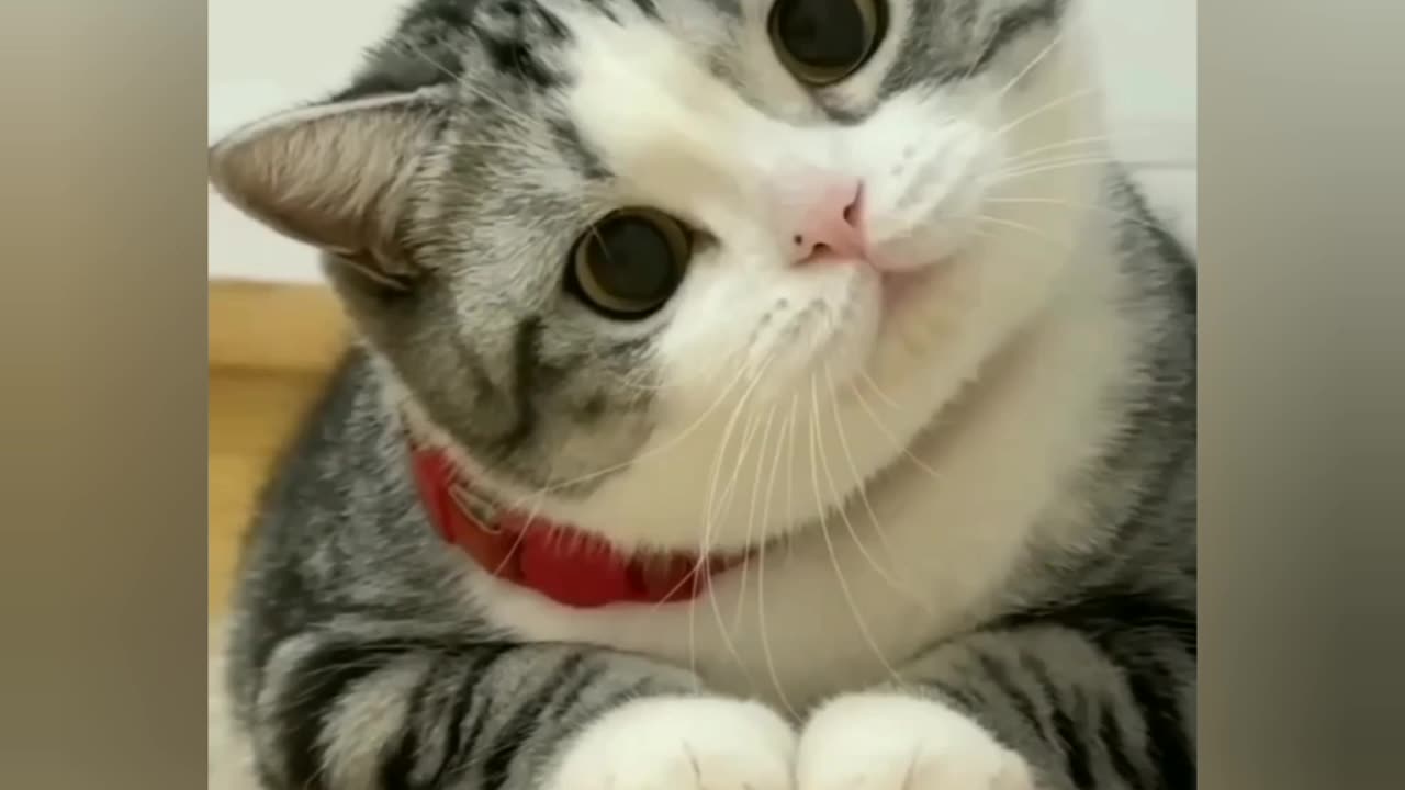 Cute cat