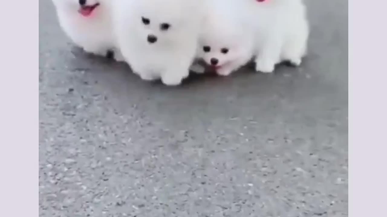 So cute puppy 🐶