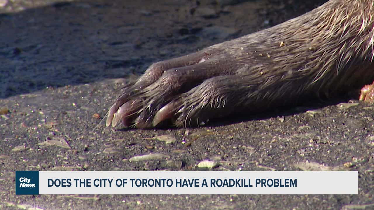 Toronto Animal Services struggling to keep up after surge in dead racoons