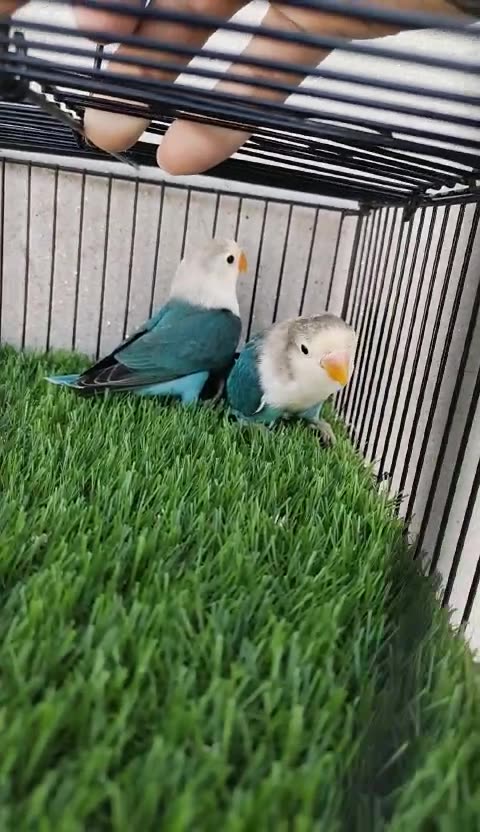 Quality blue fisheri pathay 2 pice age 3 months looking new shelter location Gujrat Jalalpur Jattan