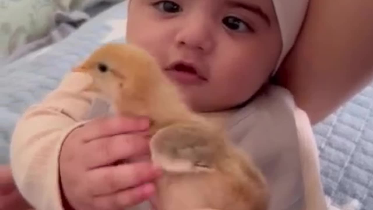 What Is It With Baby And Chicks 😂