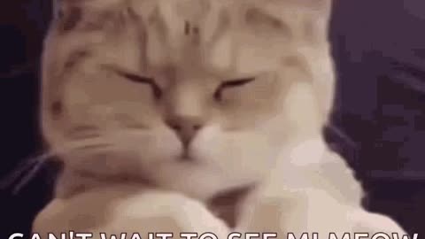 Cute Cat Gif