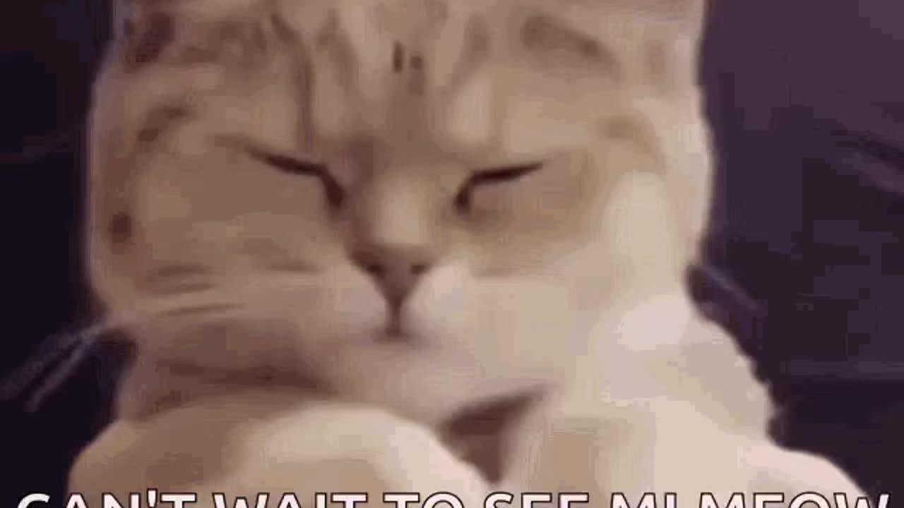 Cute Cat Gif