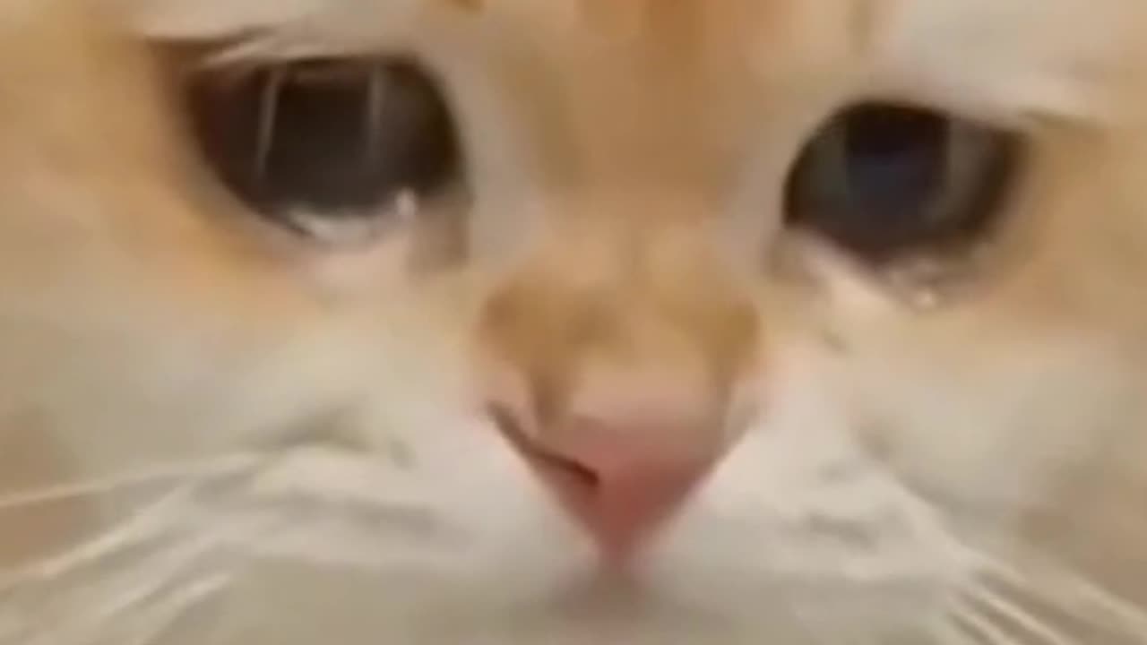 Sad cat | need attention