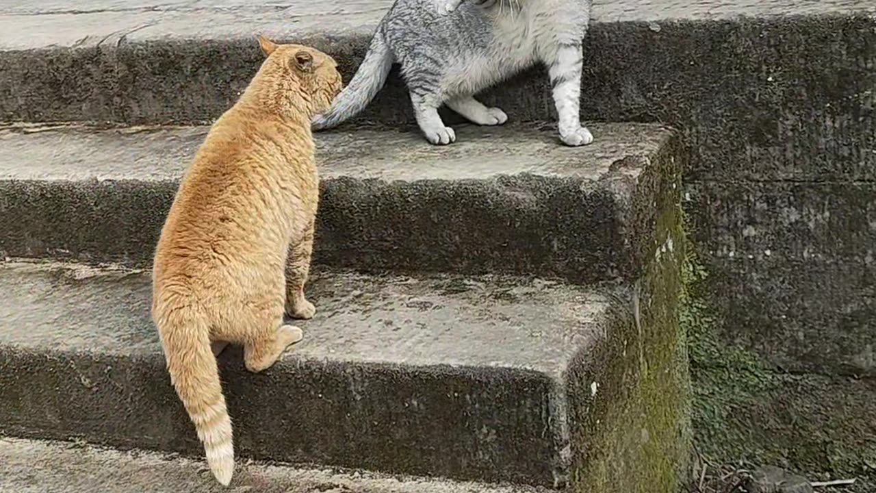 cat funny😛 video 😛