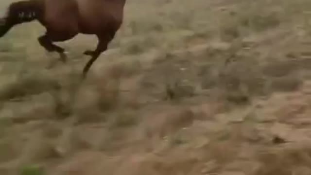 Horses Have Great Memories. | Interesting Facts #Shorts #interestingfacts