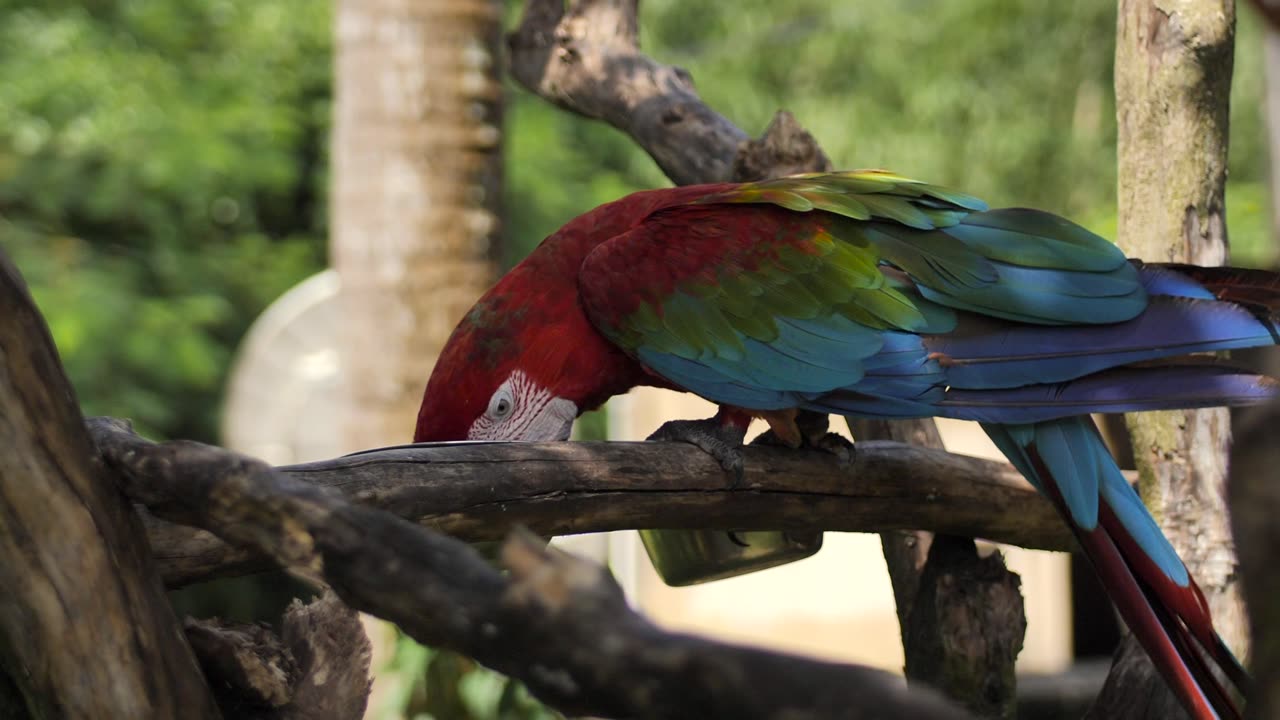 Colourful Parrot Macow #animals #wildlife #creatures