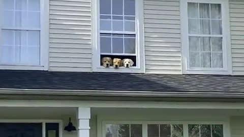 The cutest security system