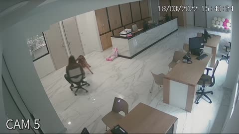 Pup Pulls Person Around Office