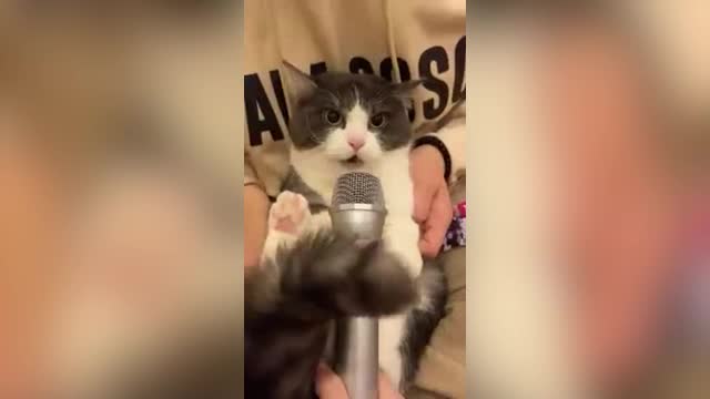 Singing cat #FunnyPets #shorts