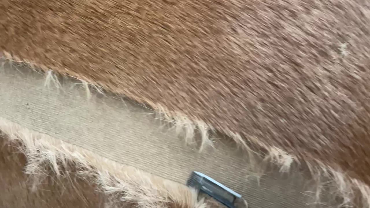 Oddly Satisfying Horse Clipping