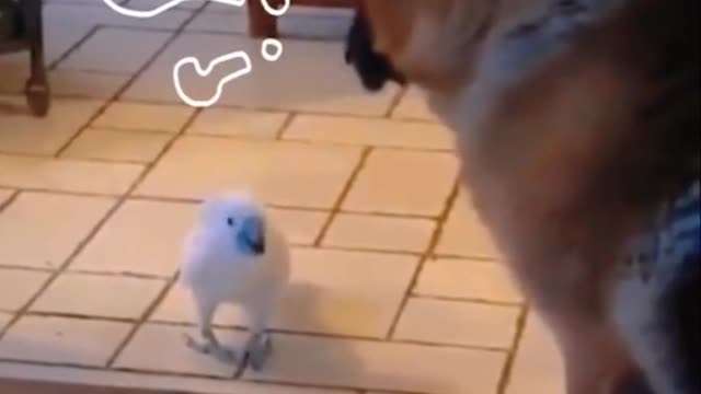 The parrot sounds like a dog