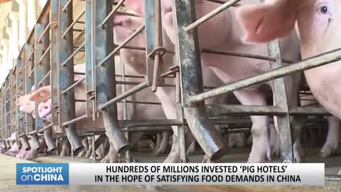 Hundreds of millions invested ‘pig hotels’ in the hope of satisfying food demands in China