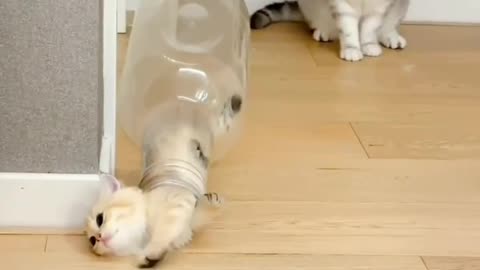 ❤️🐈Cat lovers Cute cat beautiful cat funny 🐈 viral