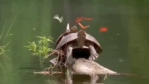 Turtles & butterflies