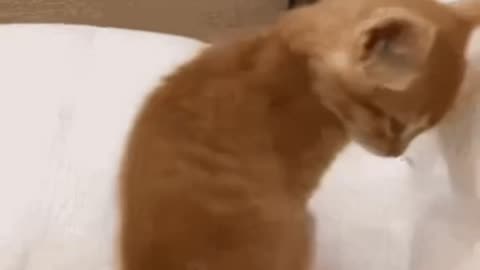 Cute Cat Gif