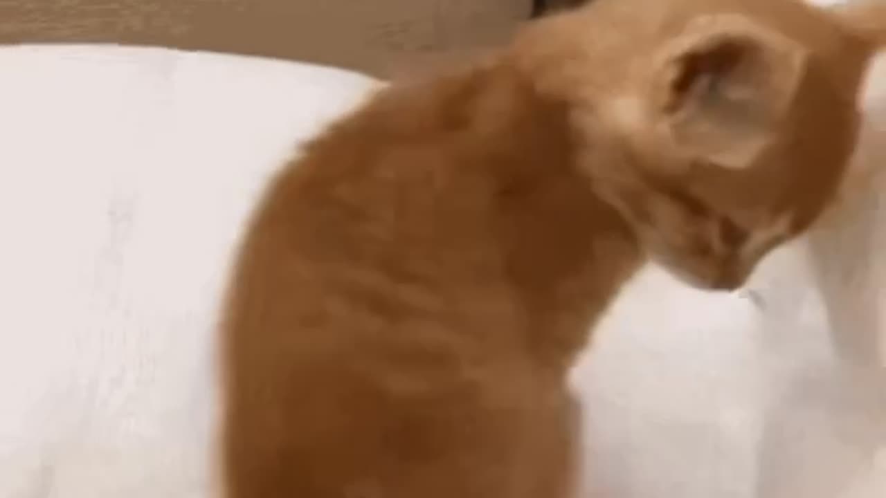 Cute Cat Gif