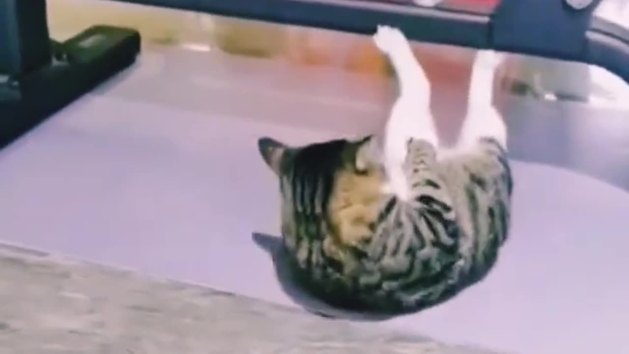 Cute cat doing exercise | cat doing sit-ups at gym