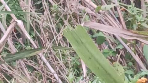 Hummingbird kissena