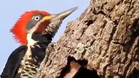 Woodpecker