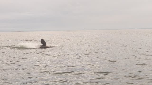 Orcas Killer Whales