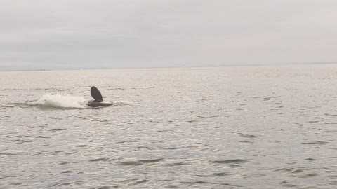 Orcas Killer Whales