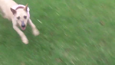 How to taraning a 🐕dogs
