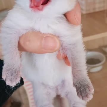 Six days old kitten,the sound is too big😘😘😘