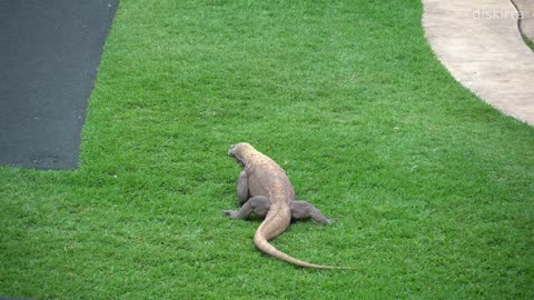 Komodo Dragon _ Australia Zoo