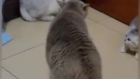 Funny moments of cats