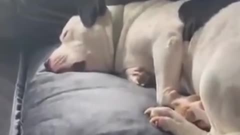 Funny sleepy dog